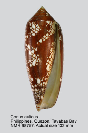 Conus aulicus (2).jpg - Conus aulicusLinnaeus,1758